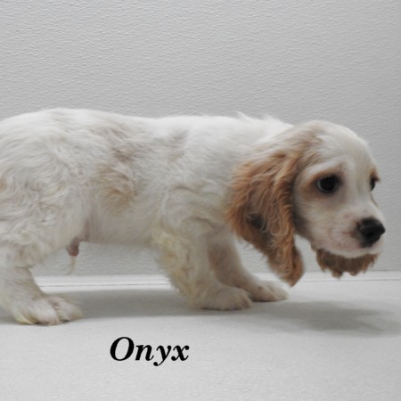 puppy, for, sale, Cocker Spaniel, Joe & Cherri  Overlease, dog, breeder, Miller, MO, dog-breeder, puppy-for-sale, forsale, nearby, find, puppyfind, locator, puppylocator, aca